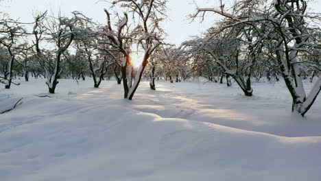 aerial close up flying over frozen treetops in snowy mixed forest at misty sunrise. golden sun rising behind icy mixed forest wrapped in morning fog and snow in cold winter. stunning winter landscape