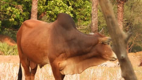 Cow-bull-standing---skin---eyes-