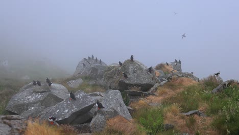 puffins on foggy coastal rocks