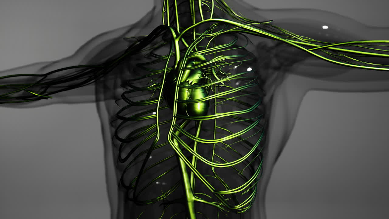 심장과 혈관과 동맥의 의학적으로 정확한 애니메이션