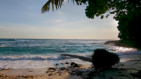 scenic coastal view ocean from beach, surf waves, fallen coconut palm tree in midigama sri lanka