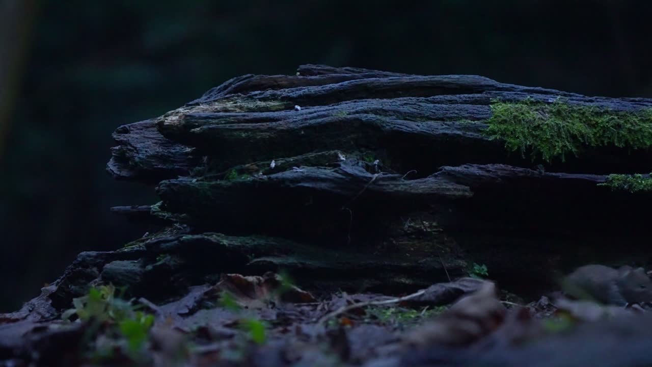 Wild bank vole navigates mossy forest habitat in dim light, foraging and alert, slow motion
