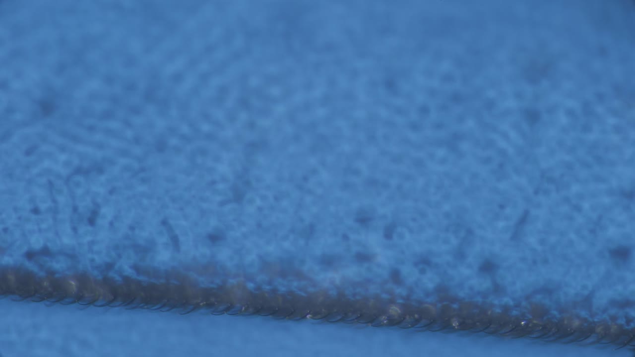 Housefly wing setae under microscope