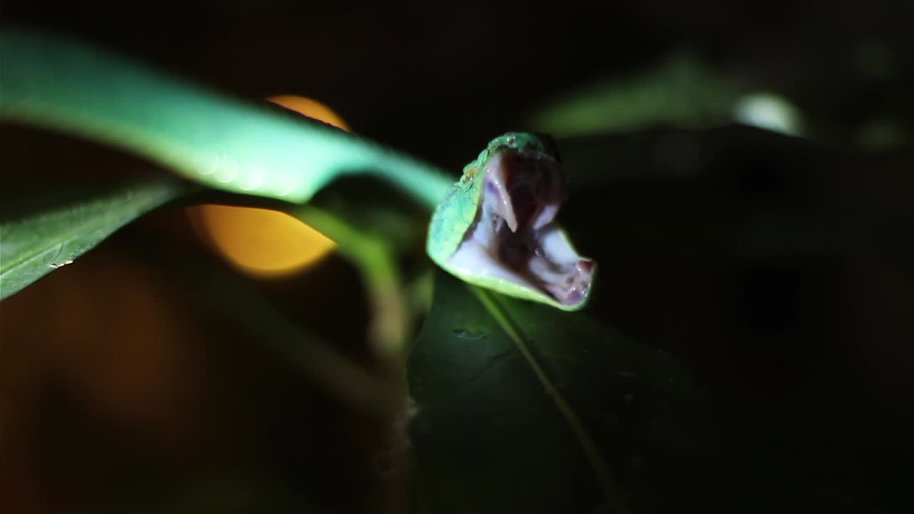 Close-up of a Green Viper Snake Yawning on a Leaf at Night