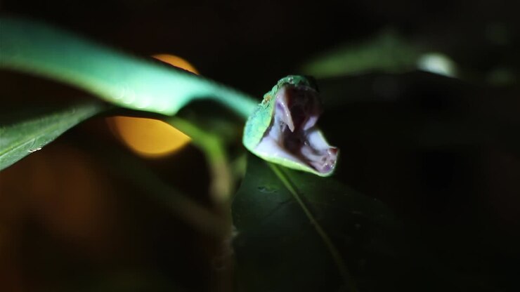 Close-up of a Green Viper Snake Yawning on a Leaf at Night