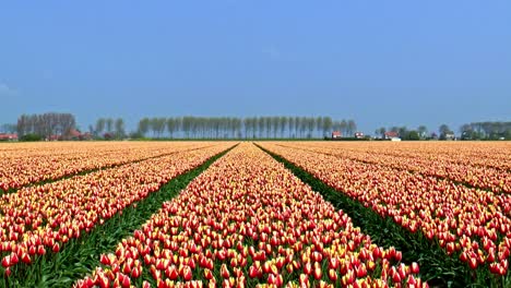 Zoom-in-on-a-field-with-red-and-yellow-tulips