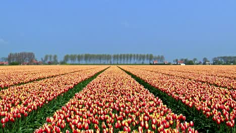 acercar un campo con tulipanes rojos y amarillos