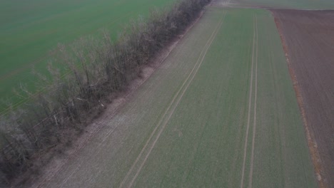 Alley-of-bare-trees-in-spring-protecting-the-surrounding-sown-fields-from-the-wind---view-from-a-drone