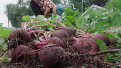 close up of fresh red beets on the ground harvested in the garden