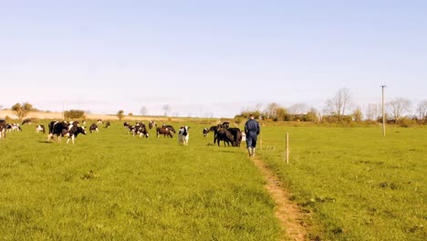 cattle farmer walking in the field