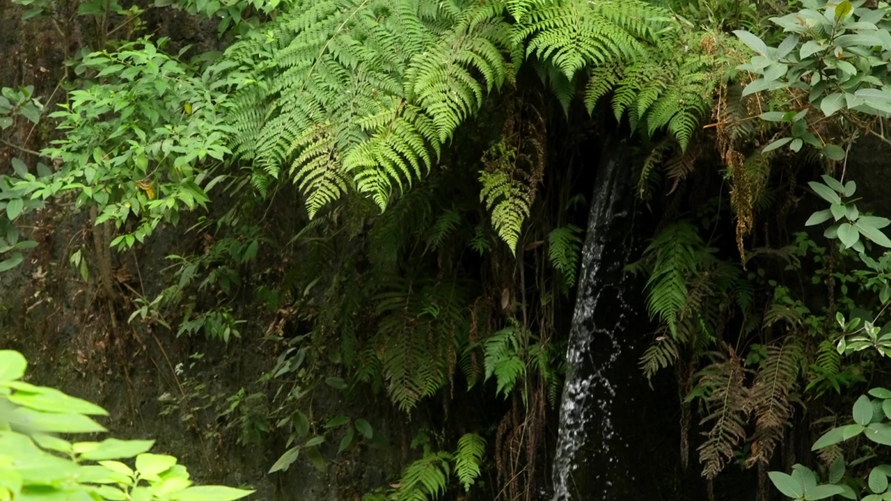 L'acqua scorre dolcemente lungo una scura parete rocciosa circondata da vivaci foglie di felce tropicale