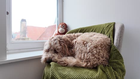 un labradoodle australiano esponjoso relajándose con su juguete en el fondo
