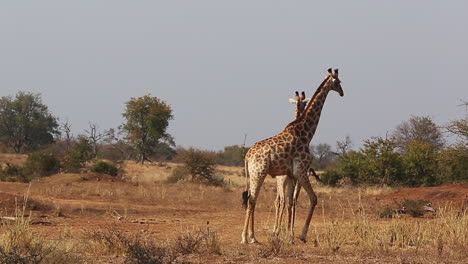 dos jirafas machos moviéndose en la sabana en el gran parque nacional kruger, sudáfrica