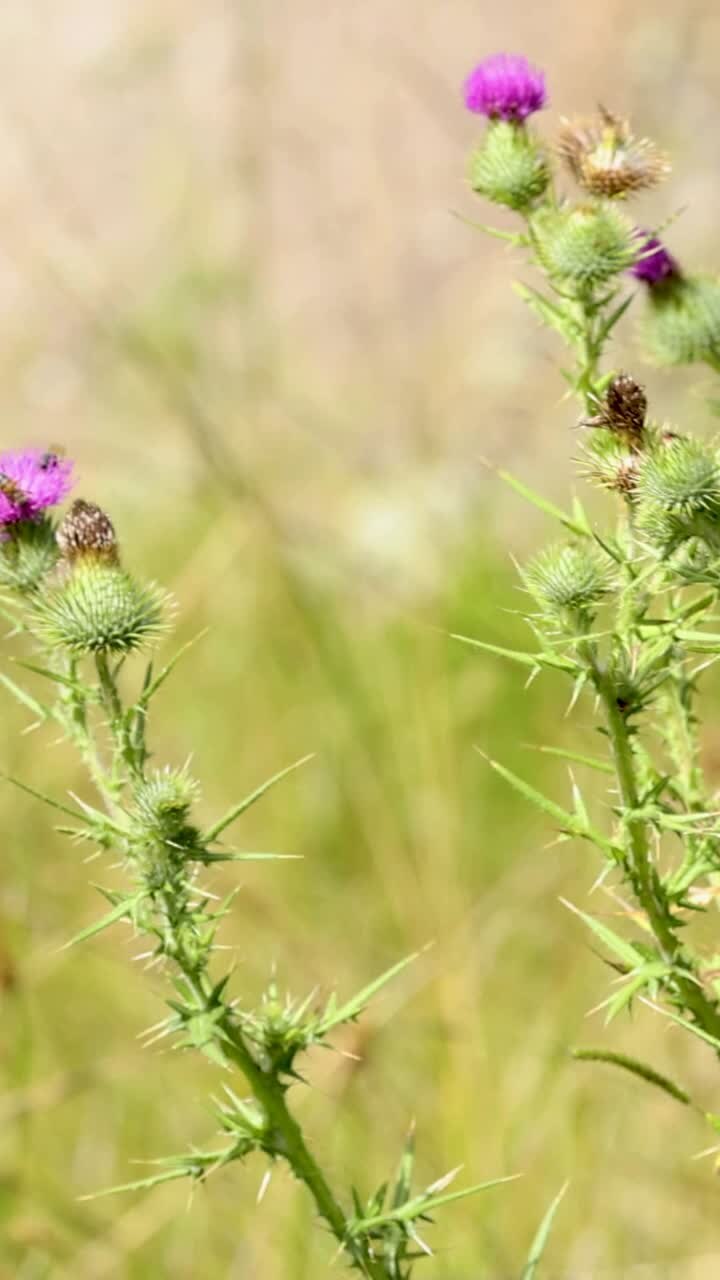 wildblumen schwanken sanft im wind