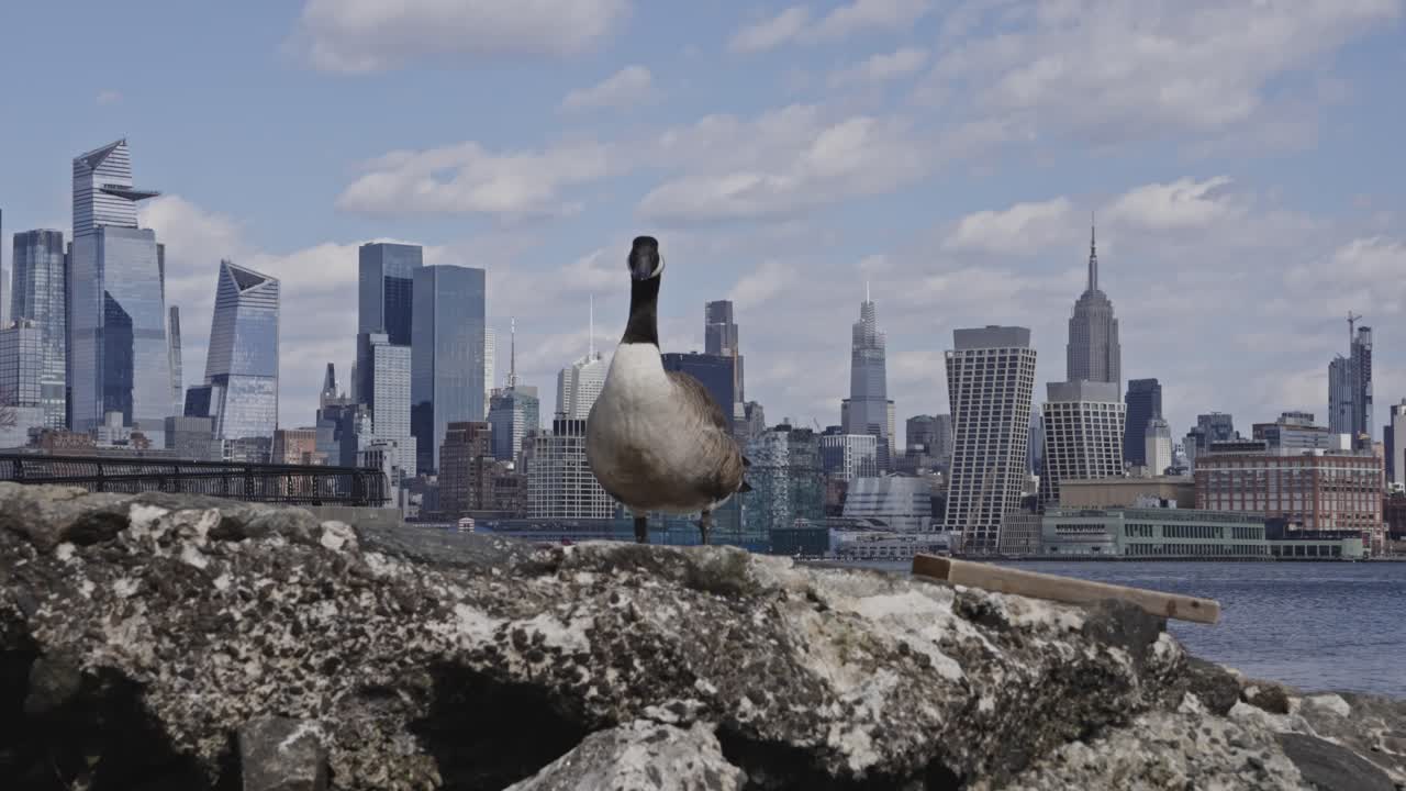 Canada Goose in front of NYC Skyline