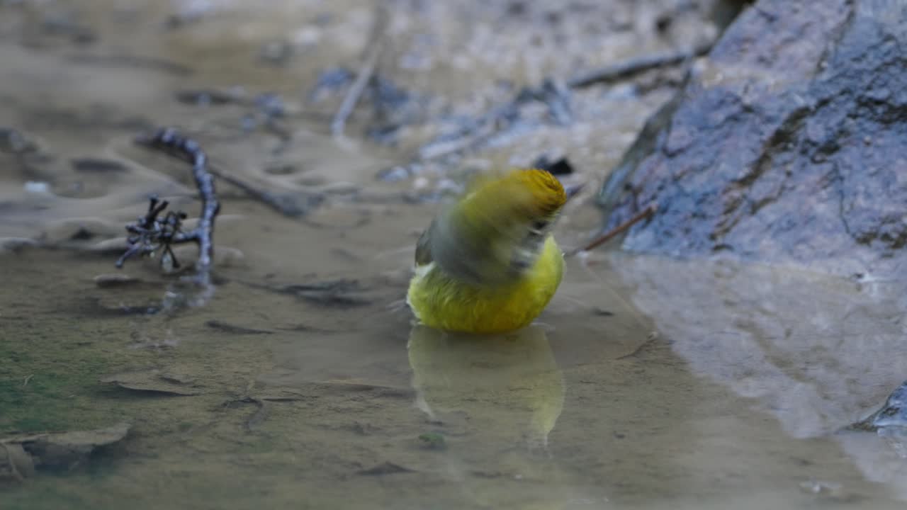 Chestnut-tailed Minla bird playing in lake