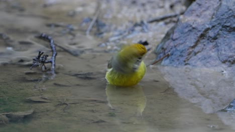 chestnut-tailed minla bird playing in lake