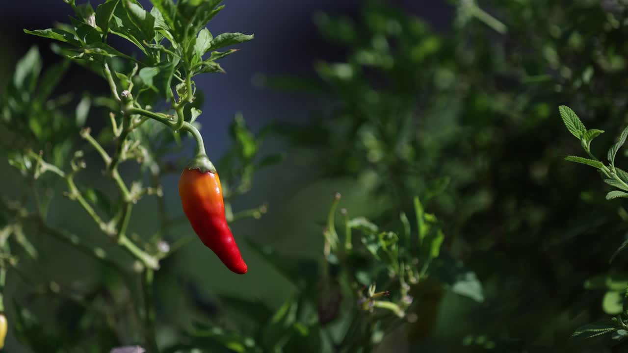 video de 4k de planta de frío rojo orgánico