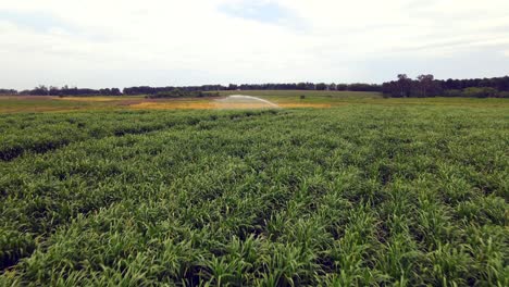 Elegancia-A-Baja-Altitud:-Vista-Desde-Drones-De-La-Plantación-Y-Los-Aspersores