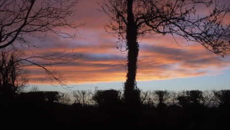 silhouette shot of beautiful colorful clouds at sunset, with a gentle wind blowing through the trees. tilt up, zoom out