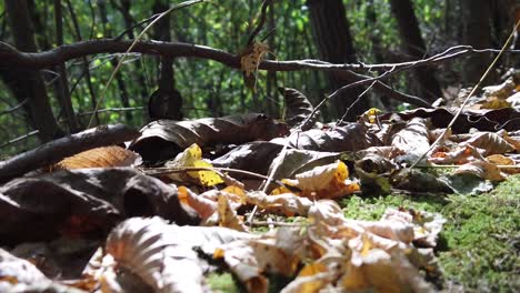 fallen dry autumn leaves in the forest in a autumn day