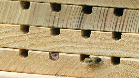 solitary bees using bee nesting box in a wild garden uk