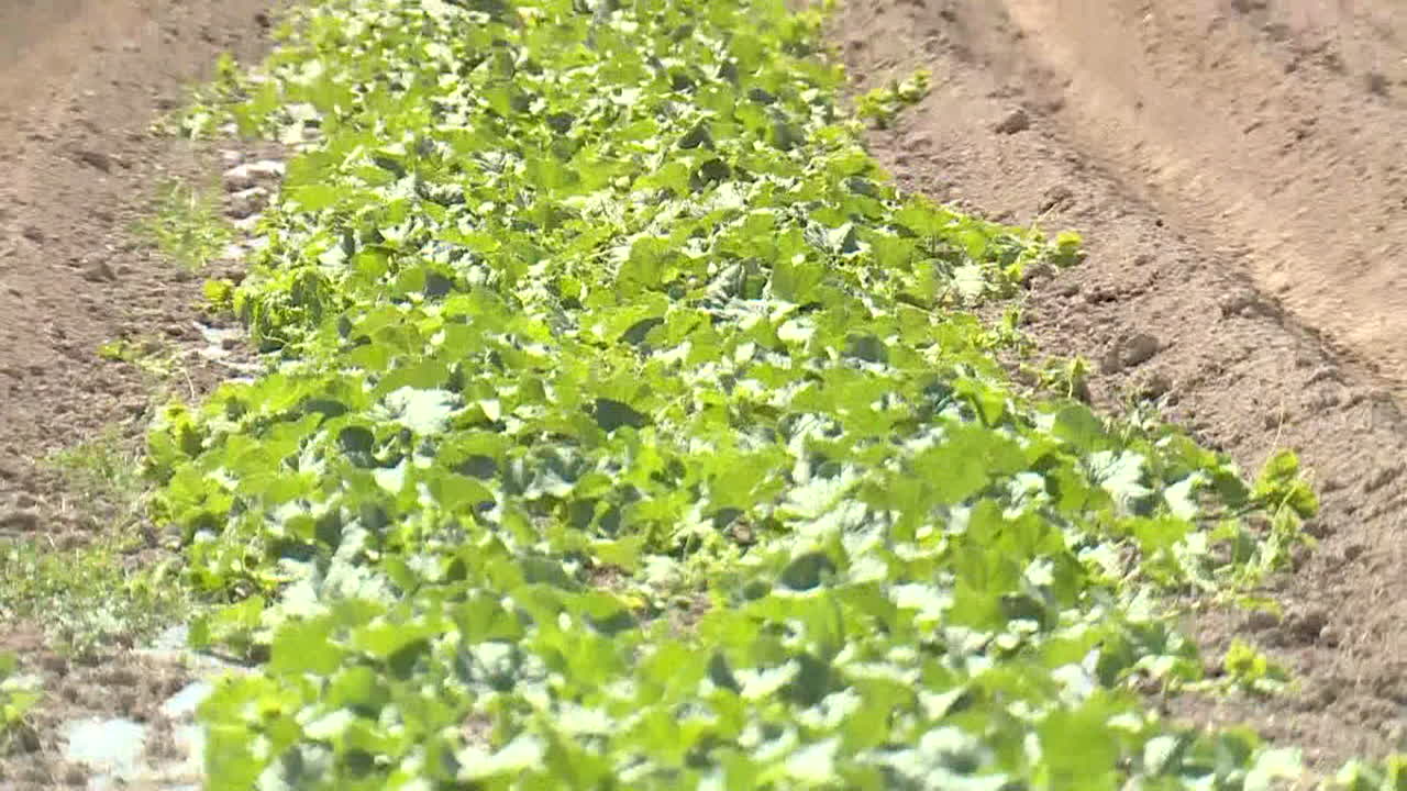 Farming field with plants