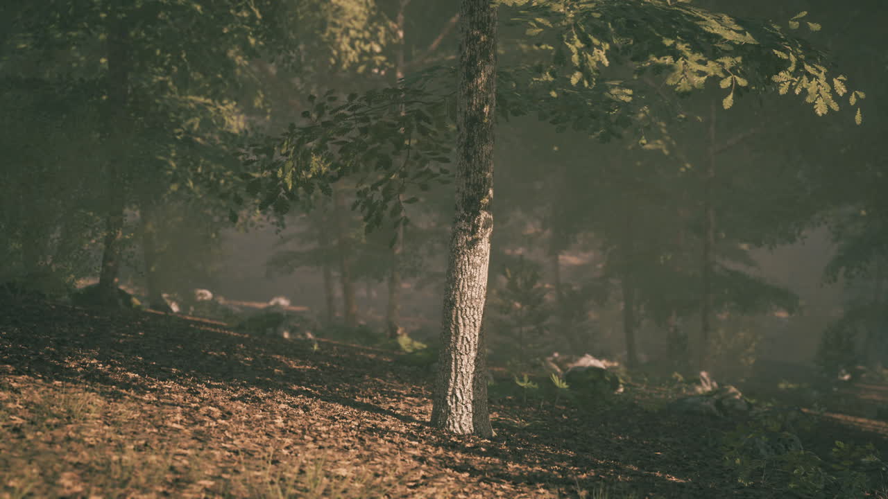 빛은 아침 일찍 평온한 숲의 나무들을 통해 필터링됩니다.