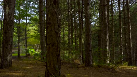 Dark-pine-forest-with-old-trunks-and-alpine-hotel-located-near-small-mountain-lake