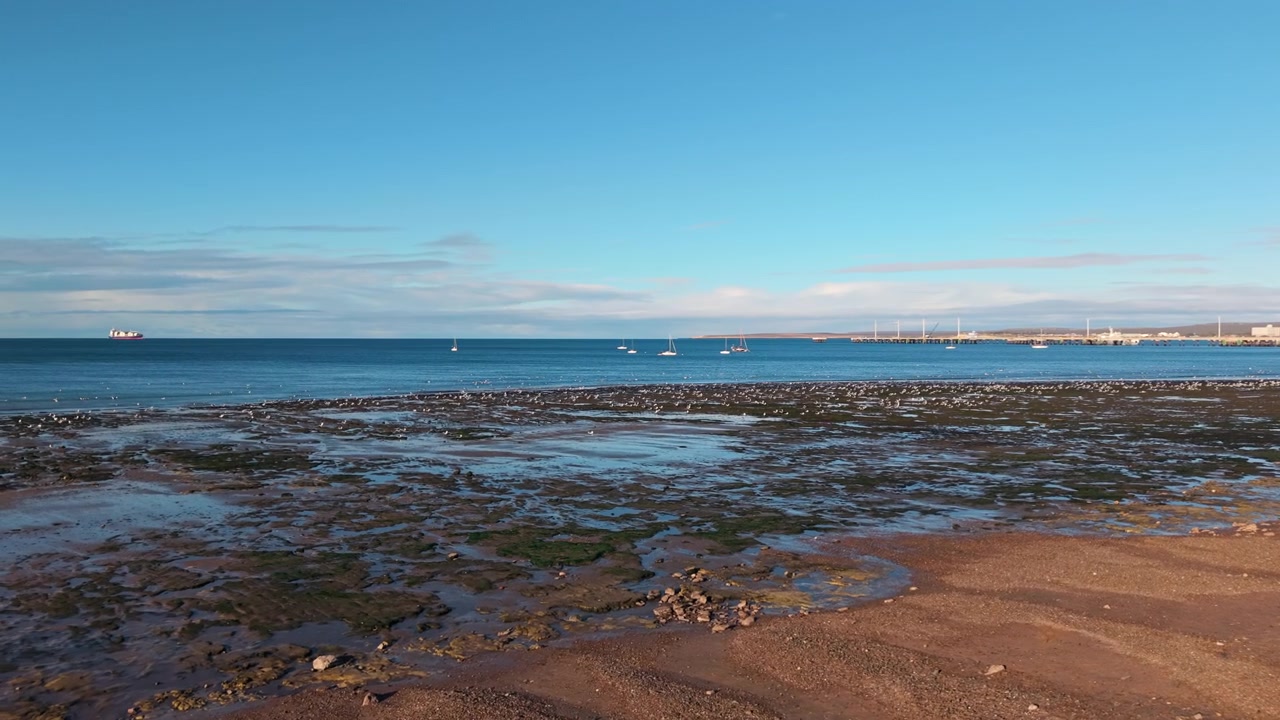 Tidal flat zone at low tide along Puerto Madryn coast, revealing green sea vegetation with a vast ocean backdrop. Forward aerial glide.