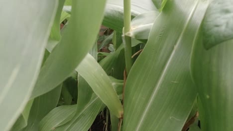 healthy leafy green corn plants growing in vegetable garden plot