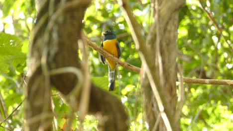 Close-up-shot-of-exotic-colored-bird-sitting-on-branch-and-swaying-during-windy-day-in-summer