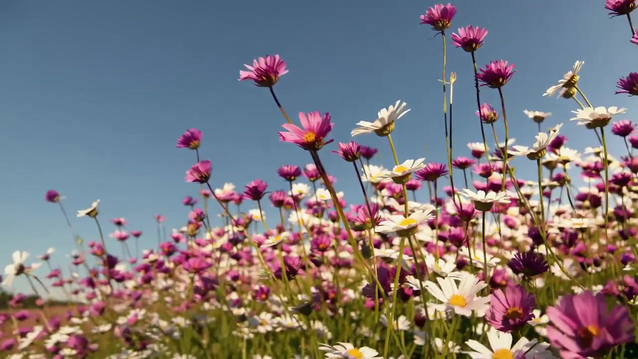 Vista dal basso di margherite bianche e fiori di cosmo viola che ondeggiano in un campo
