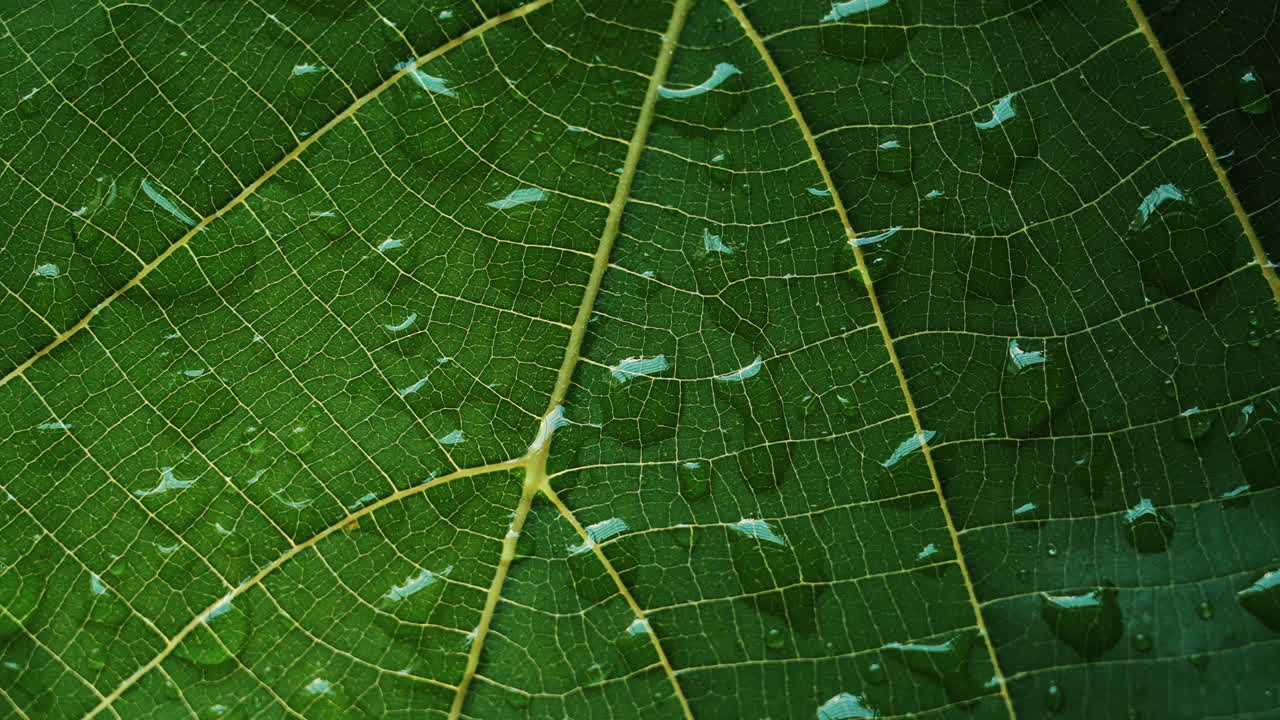 Close up abstract pattern of water droplets on a plant surface