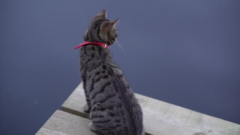 tabby cat sits and looks around on wooden pier on the background of a pond