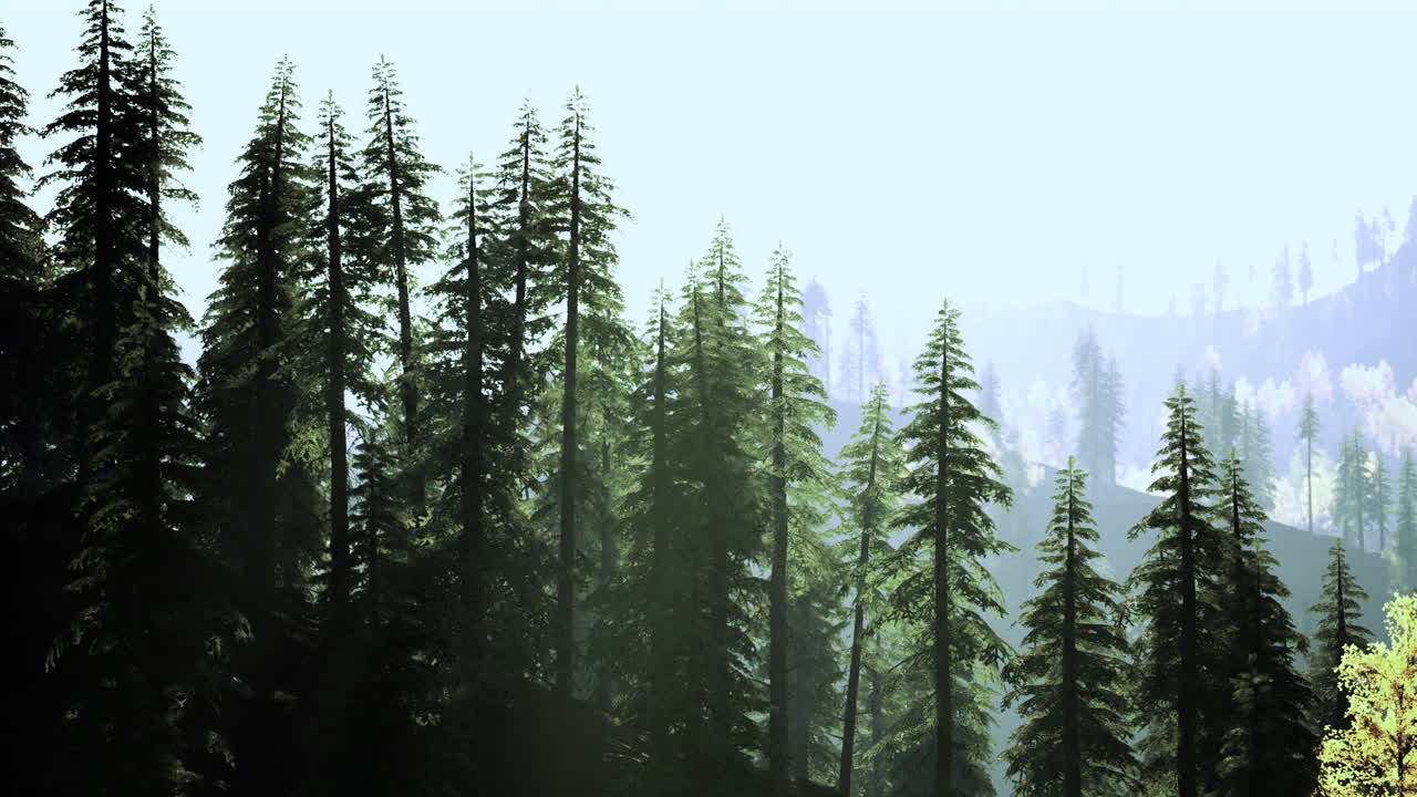 Tall evergreen trees catch the morning light in a tranquil forest landscape
