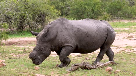 an endangered african white rhino covered turns and moves away, kruger, ceratotherium simum simum