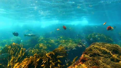 Ein-Riesiger-Kelpwald-Beherbergt-Den-Reichtum-An-Meeresarten