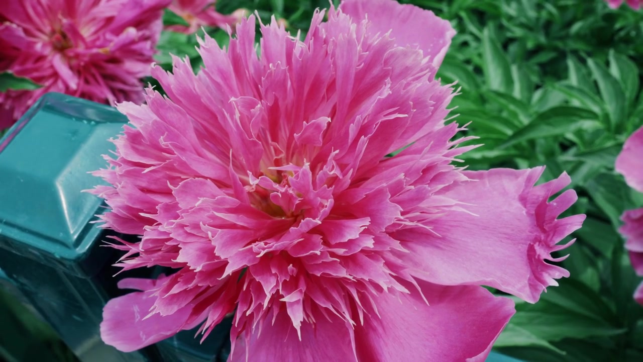 Una toma detallada en primer plano de una peonía rosa única con pétalos muy aserrados y con flecos, floreciendo en el Jardín Botánico del Sitio Sui-Tang en Luoyang, Henan, China