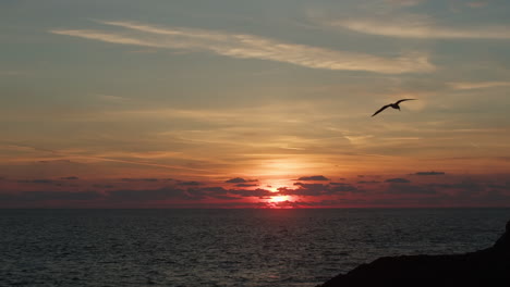 peaceful meditation view of silhouette of one seagull flying slow over the sea at sunset