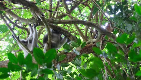 seen from under the tree as one moves to reposition, spectacled leaf monkey trachypithecus obscurus, thailand