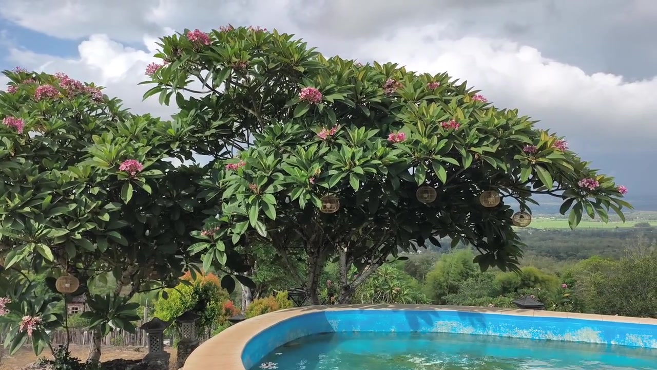 Albero di frangipane fiorito con vista su una piscina in un giardino tropicale