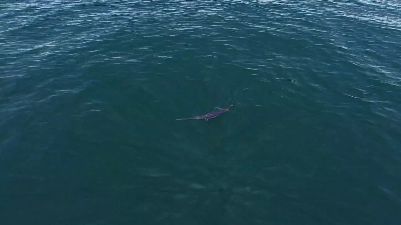 swordfish swimming on the surface, drone view, 4k