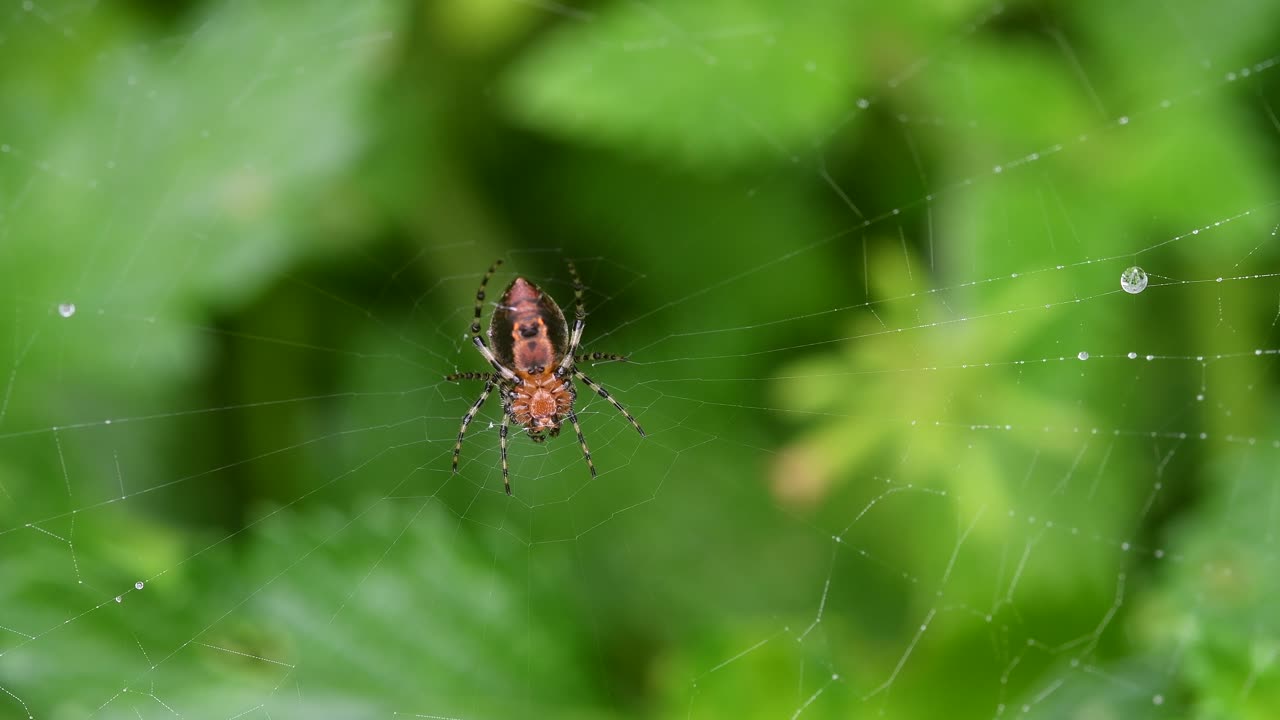 A Lone Garden Spider Sitting In A Spider Web With Green Vegetation On The Background -close up shot