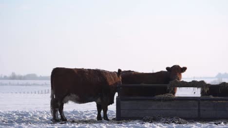 two cows standing on a snowed plain in canada near the hay