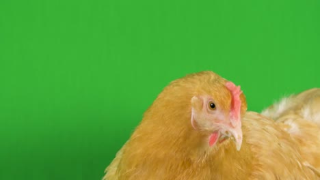 primer plano de la cabeza de un pollo beige mientras mira a su alrededor mientras está de pie sobre un fondo de pantalla verde