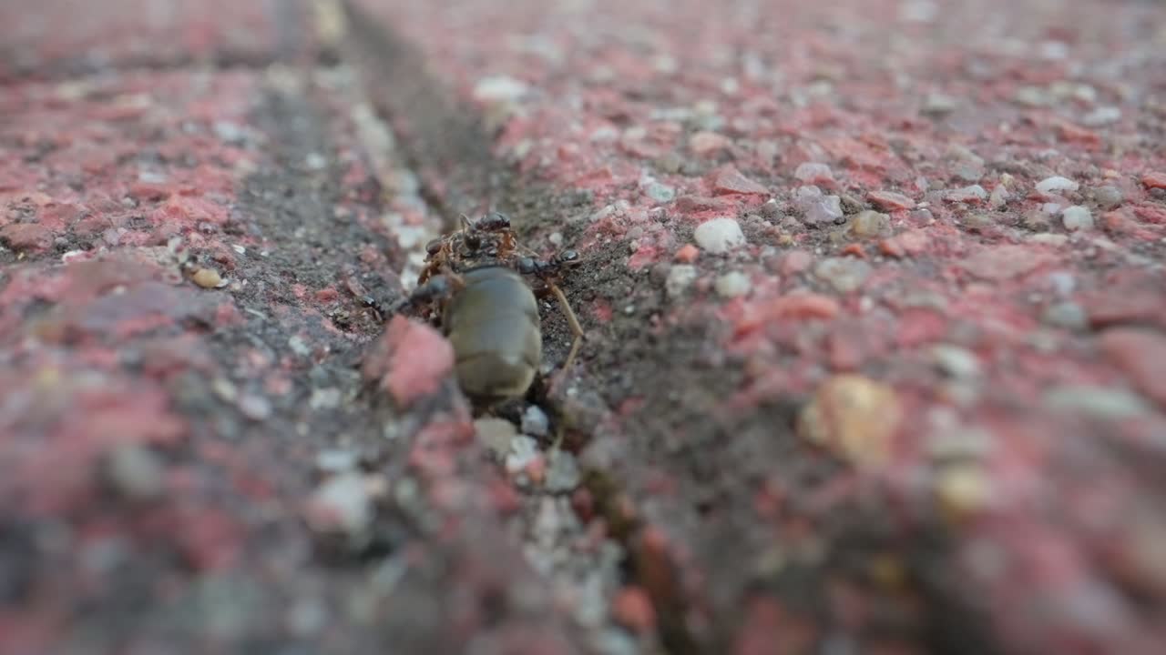 Macro of ants moving along thin crack in red pavement, slow motion highlights trail