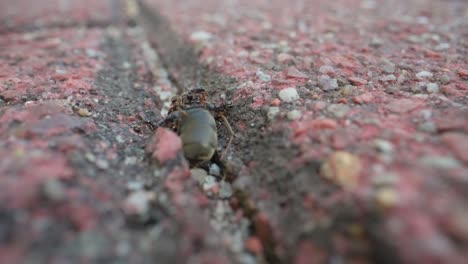 macro of ants moving along thin crack in red pavement, slow motion highlights trail