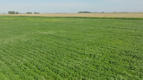 Starke-Winde-Auf-Der-Plantage,-Luftdynamik