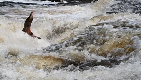 Large-Salmon-jumping-up-the-waterfall-in-a-river-in-Scotland--Slow-motion-static-shot